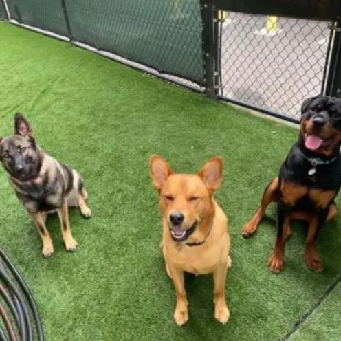 Three dogs sitting on grass